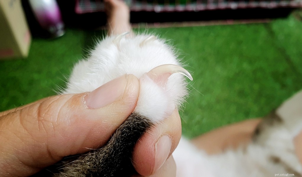 고양이 손톱 자르는 방법:단계별 가이드