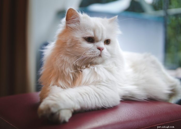 The Persian Cat Breed:A Whiskerrific Overview