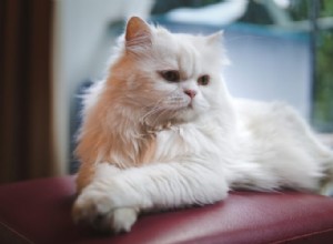 Порода персидских кошек:краткий обзор