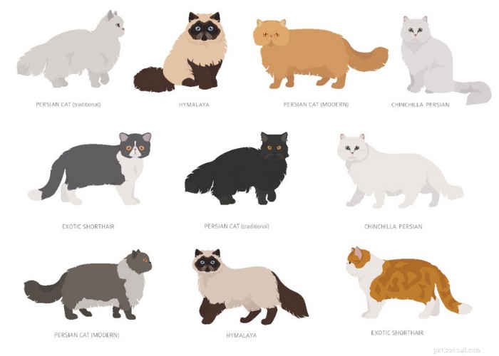La race de chat persan :un aperçu de Whiskerrific