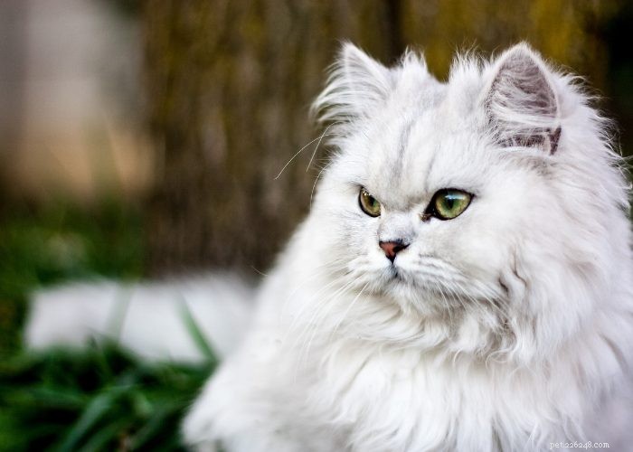 Het Perzische kattenras:een overzicht van de snorhaar