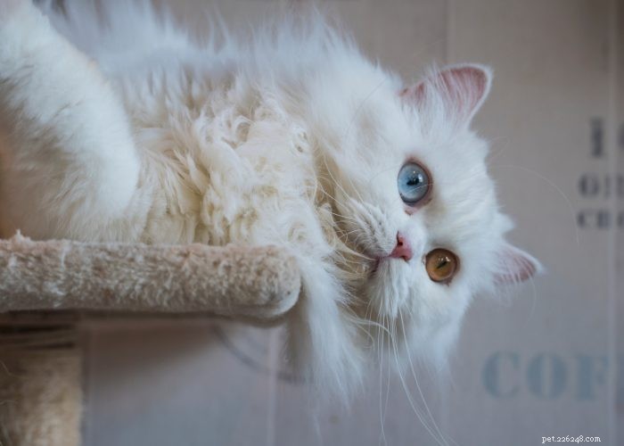 Plemeno perské kočky:přehled s vousy