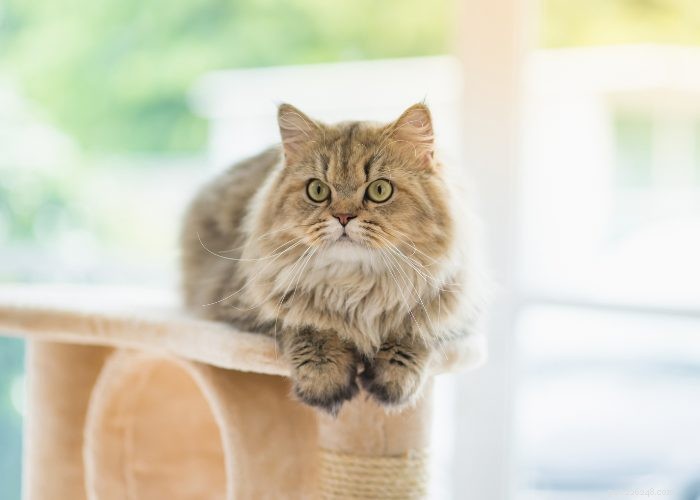 La razza del gatto persiano:una panoramica stravagante