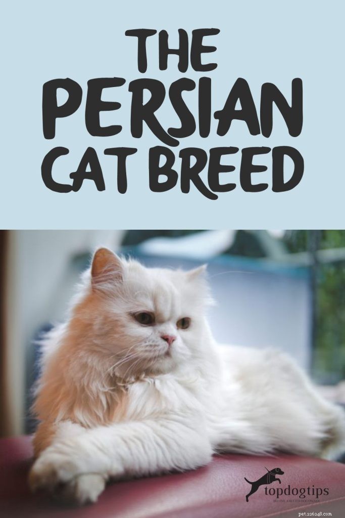 A raça do gato persa:uma visão geral dos bigodes