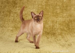 Порода бурманских кошек:характеристики, история и советы по уходу