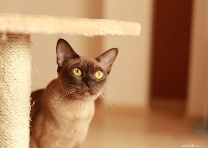 ビルマの猫の品種：特徴、歴史、身だしなみのヒント