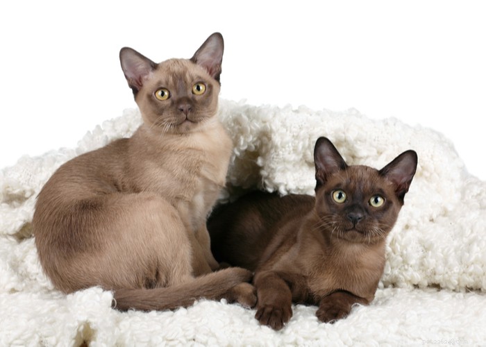 버마 고양이 품종:특성, 역사 및 손질 요령