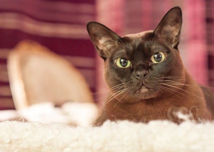 버마 고양이 품종:특성, 역사 및 손질 요령