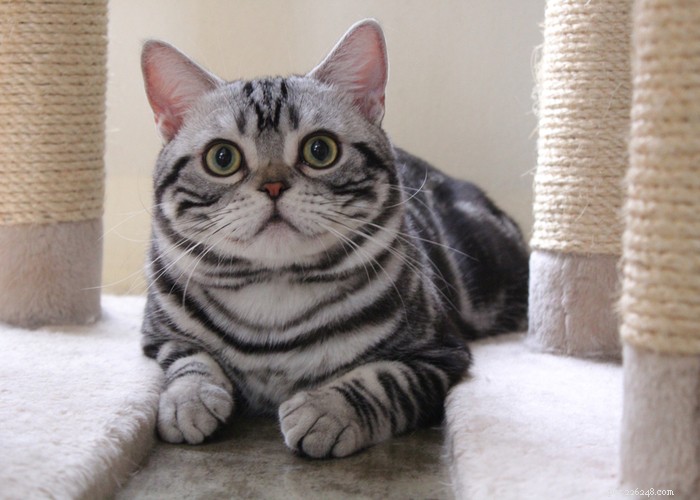 アメリカンショートヘアの猫の品種：特徴、行動、食事、身だしなみのヒント