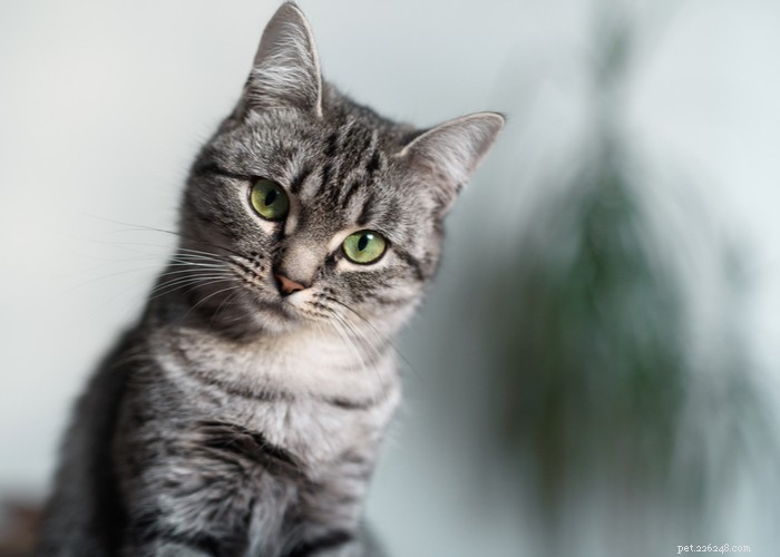 Race de chat American Shorthair :caractéristiques, comportement, alimentation et conseils de toilettage