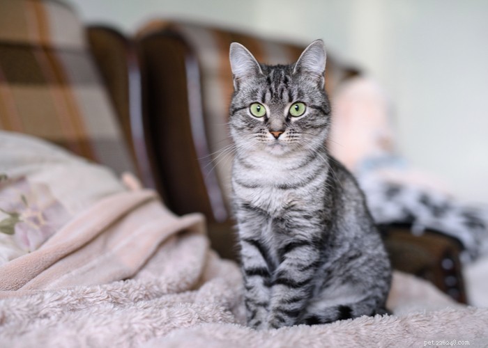 Plemeno americké krátkosrsté kočky:vlastnosti, chování, strava a tipy na péči