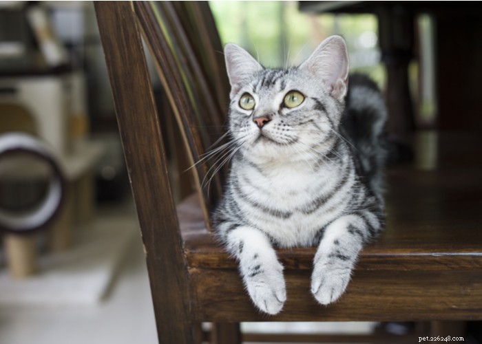 アメリカンショートヘアの猫の品種：特徴、行動、食事、身だしなみのヒント