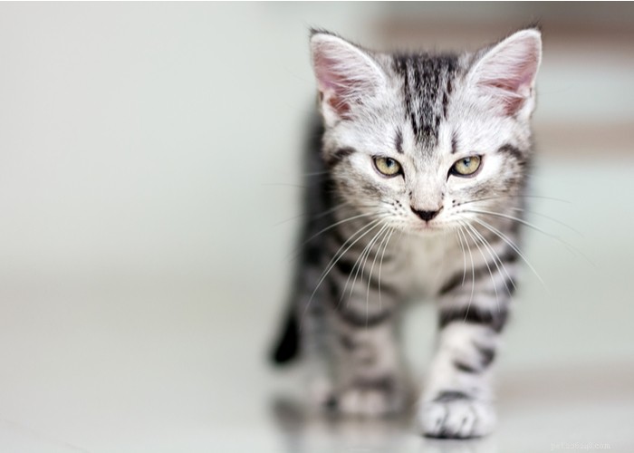 Razza di gatto a pelo corto americano:caratteristiche, comportamento, dieta e consigli per la cura