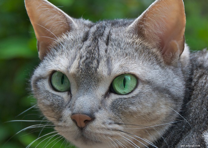 Race de chat American Shorthair :caractéristiques, comportement, alimentation et conseils de toilettage