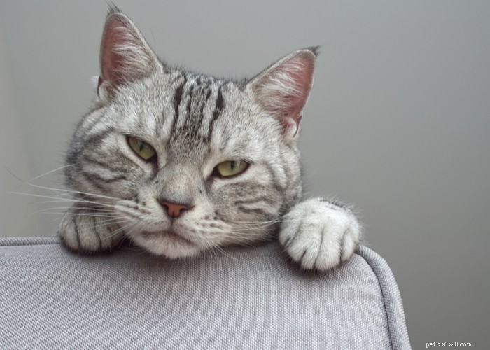 Amerikaanse korthaar kattenras:kenmerken, gedrag, dieet en verzorgingstips