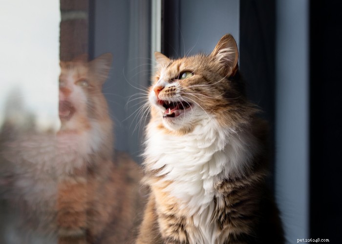 21 Konstigt kattbeteende – vad det betyder och hur man svarar