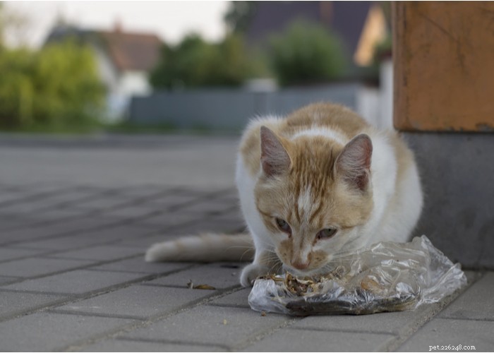 21 이상한 고양이 행동 – 의미 및 대응 방법