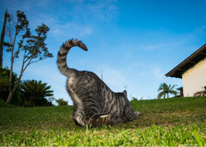 21 이상한 고양이 행동 – 의미 및 대응 방법