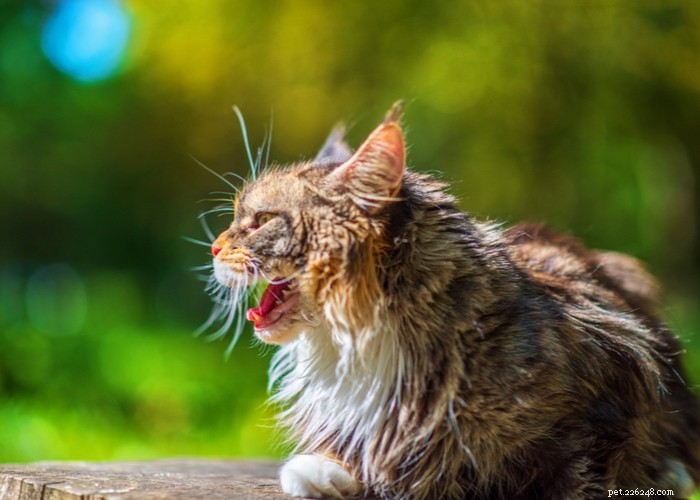 21 Vreemd kattengedrag – wat het betekent en hoe te reageren
