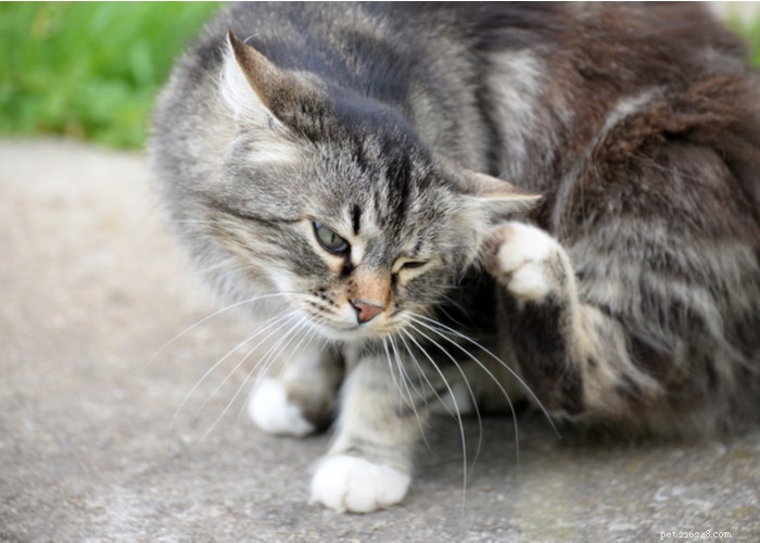 21 Comportement étrange des chats – Ce que cela signifie et comment réagir