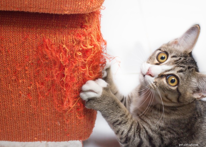 21 Strani comportamenti dei gatti:cosa significa e come reagire