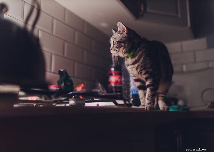 21奇妙な猫の行動–その意味と対応方法