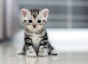Развитие котенка в первые шесть недель