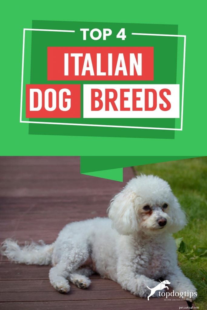 4 mest populära italienska hundraser