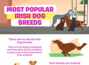 가장 인기 있는 아일랜드 개 품종