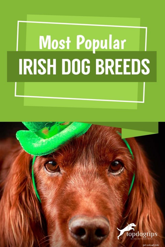 가장 인기 있는 아일랜드 개 품종