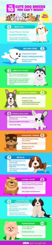 Top 10 schattige hondenrassen die je niet kunt weerstaan