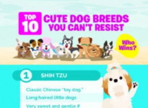 Top 10 raças de cães bonitos que você não pode resistir