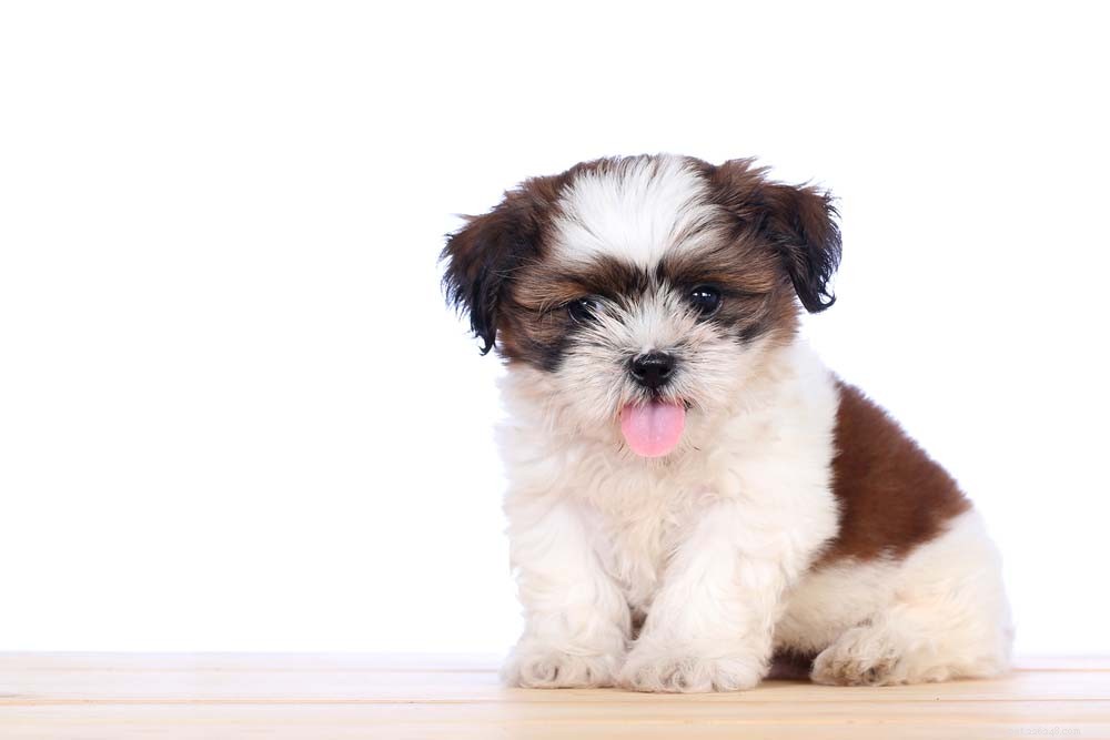 Top 10 raças de cães bonitos que você não pode resistir