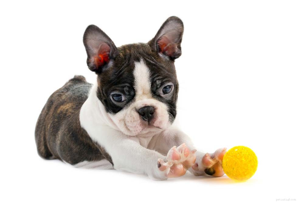 Le 10 migliori razze di cani carine a cui non puoi resistere