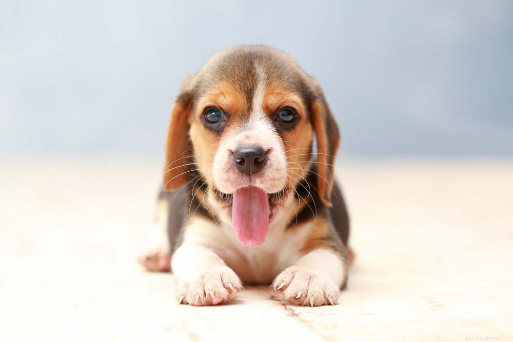 Le 10 migliori razze di cani carine a cui non puoi resistere