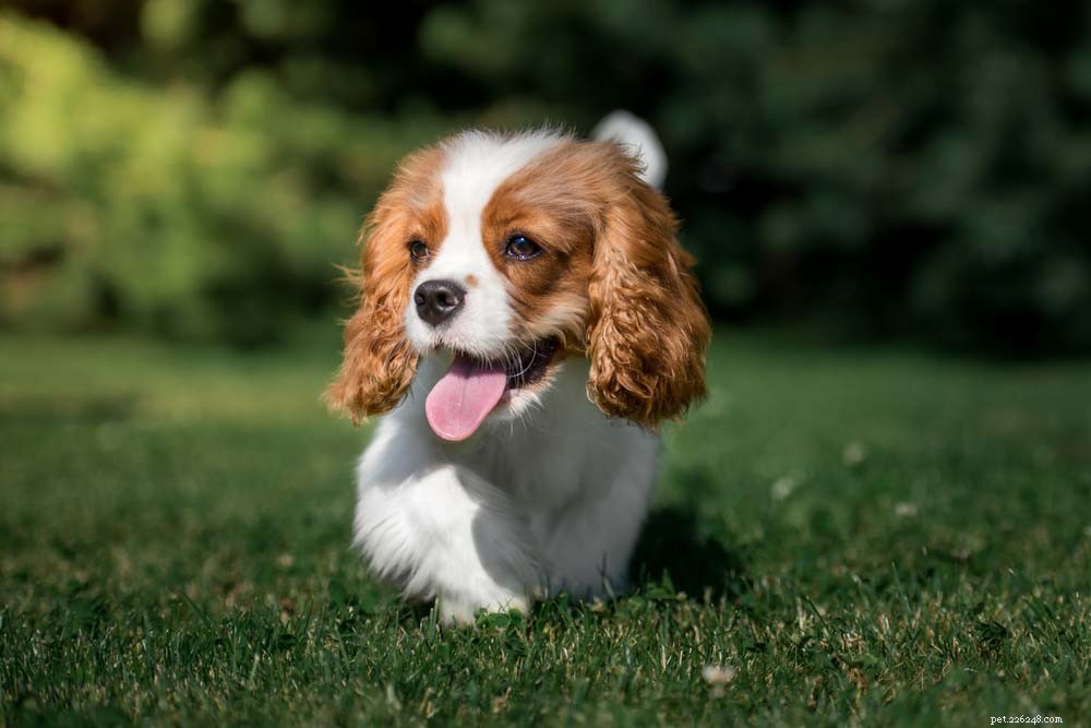 Top 10 schattige hondenrassen die je niet kunt weerstaan