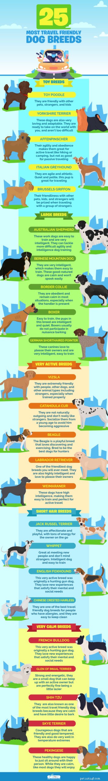 25 raças de cães mais amigáveis ​​para viagens