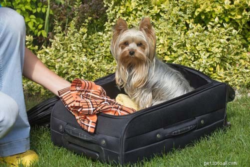 25 razze di cani più adatte ai viaggi