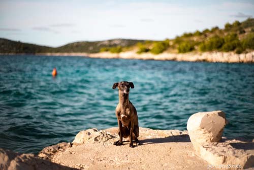 25 nejpřívětivějších plemen psů pro cestování