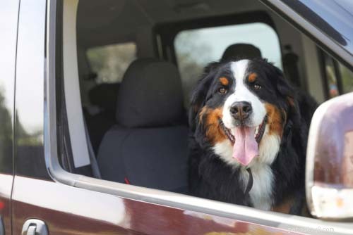 25 races de chiens les plus adaptées aux voyages 