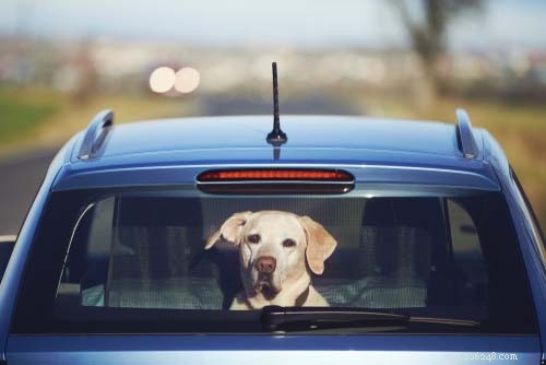 25 meest reisvriendelijke hondenrassen