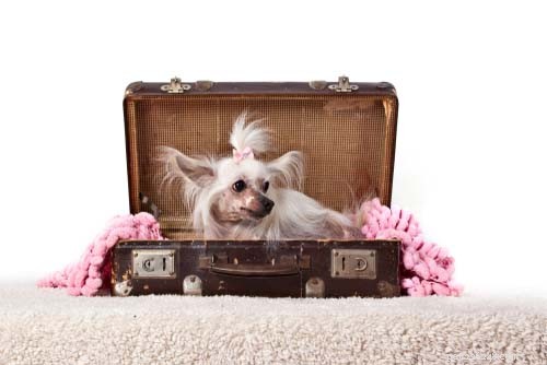 25 meest reisvriendelijke hondenrassen