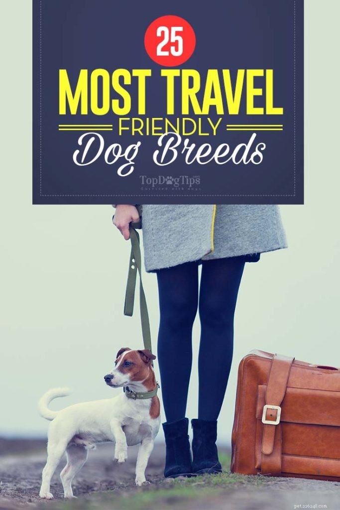 25 raças de cães mais amigáveis ​​para viagens