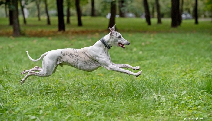 25 самых быстрых пород собак на планете