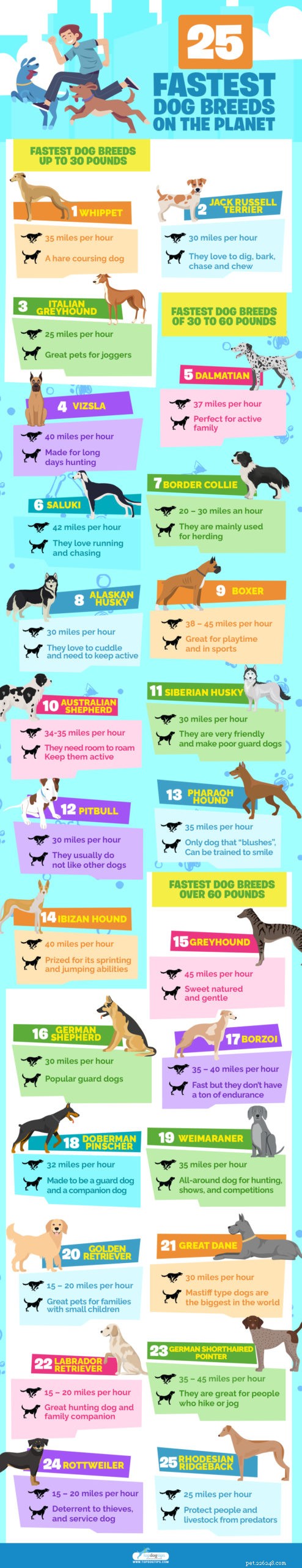 25 nejrychlejších psích plemen na planetě