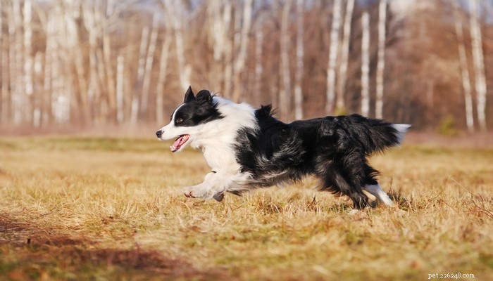 25 snelste hondenrassen ter wereld