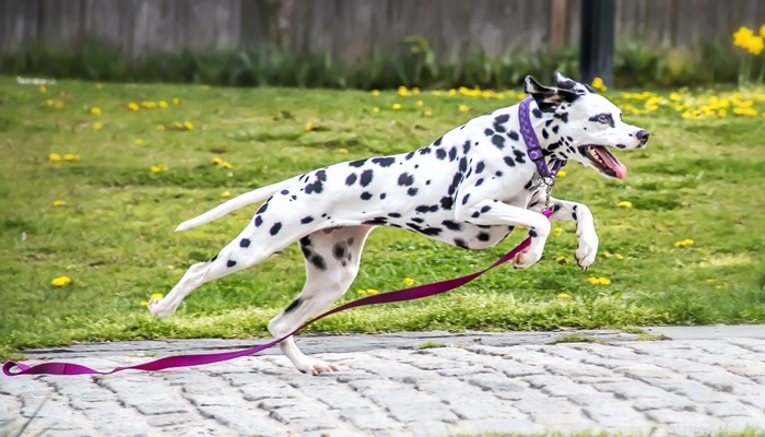 25 raças de cães mais rápidas do planeta