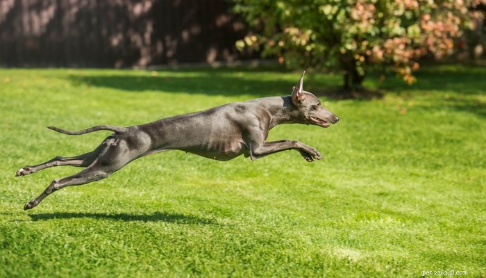 25 raças de cães mais rápidas do planeta