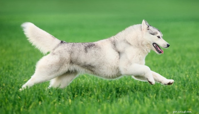 地球上で最速の25の犬種 