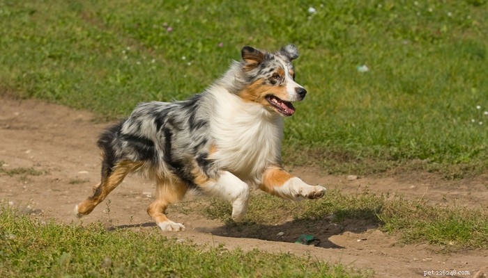 25 snabbaste hundraser på planeten